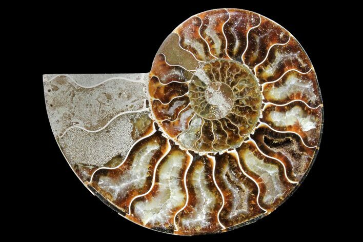 Cut & Polished Ammonite Fossil (Half) - Madagascar #162153